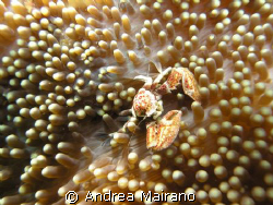 Granchio su anemone by Andrea Mairano 